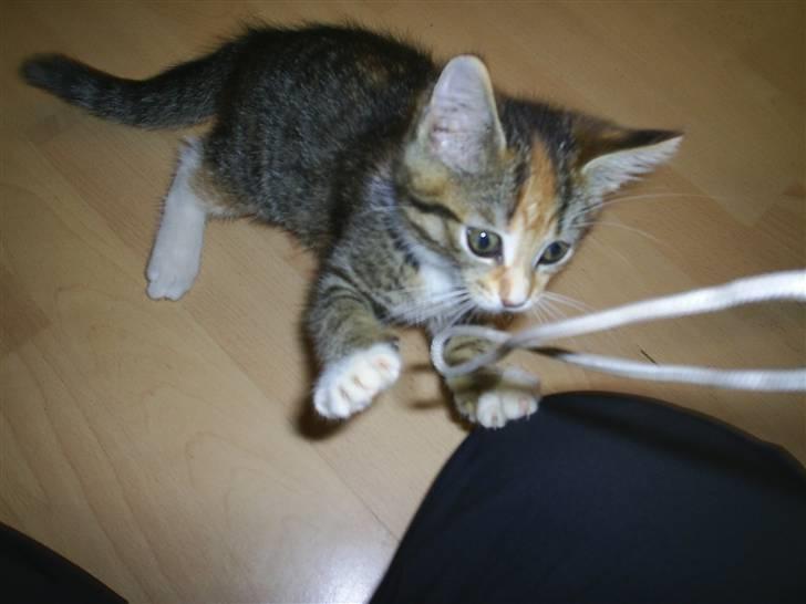 Huskat Vilma - Billede fra tidligere ejer billede 5