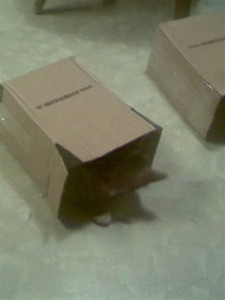 Huskat Vilma - Uhhh der er intet som papkasser billede 6