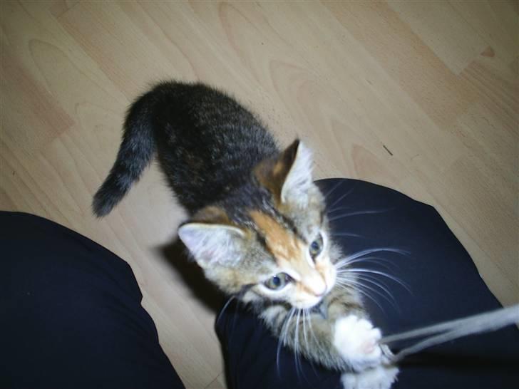 Huskat Vilma - Billede fra tidligere ejer billede 7