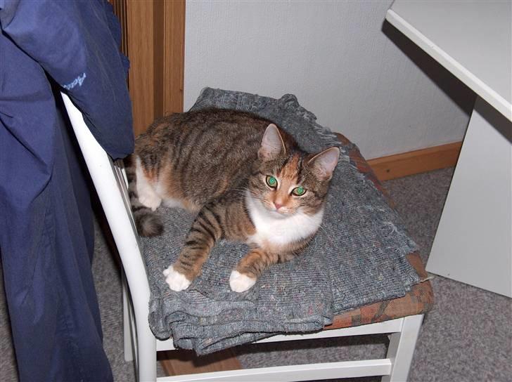 Huskat Vilma - Vilma slapper af billede 8