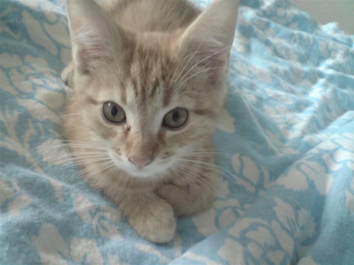 Blanding af racer Maine coon, Baloo - Ja det er så mig igen skønne baloo billede 1