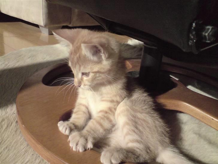 Blanding af racer Maine coon, Baloo - Smukke mig.. billede 2