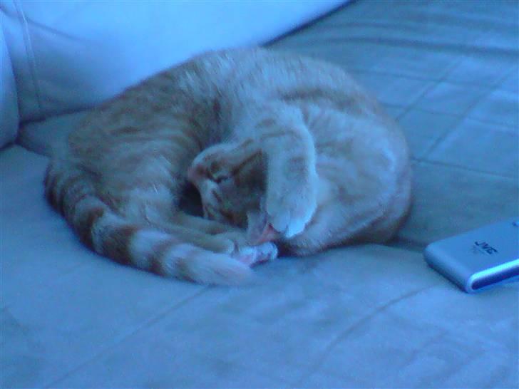 Blanding af racer Maine coon, Baloo - Uha det er bar lækkert og falde i søven på sofaen forand tv`et...mmm billede 3