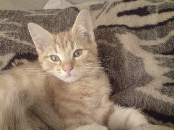 Blanding af racer Maine coon, Baloo - Så skal der slappes af...!! billede 4