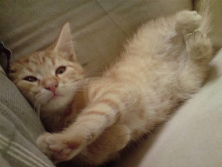 Blanding af racer Maine coon, Baloo - Charme trold... billede 5