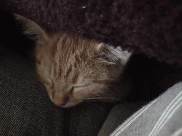 Blanding af racer Maine coon, Baloo - Søvn skal der til når man skal lave så meget ballade.. billede 6