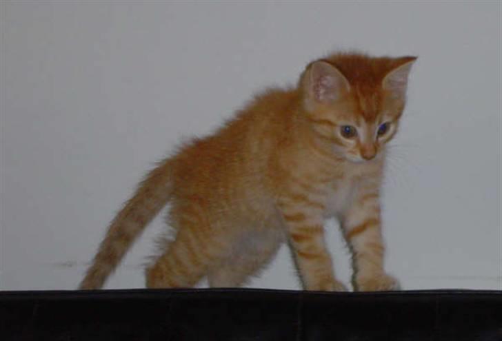 Blanding af racer Maine coon, Baloo - Ja jeg er farlig.. (9 uger gammel) billede 7