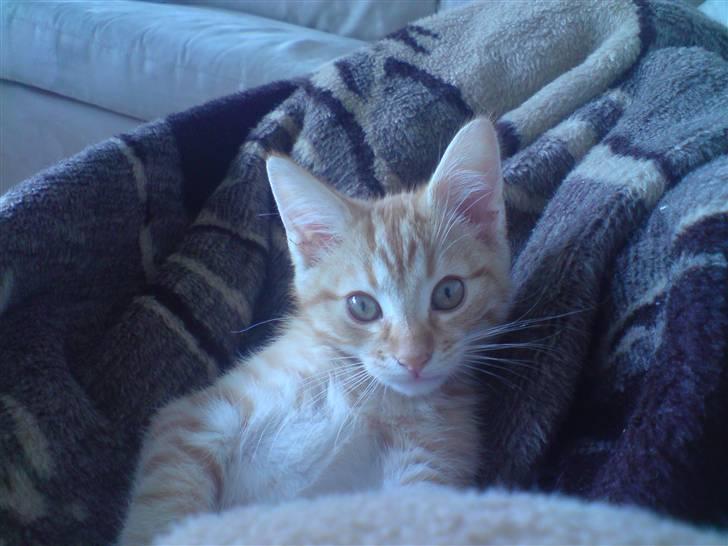 Blanding af racer Maine coon, Baloo - BØHH...! billede 8