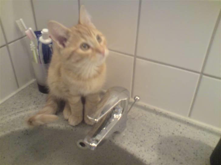 Blanding af racer Maine coon, Baloo - Her må jeg ik være for mor.... men gør det bar alligevel for det er hygge..!! billede 9