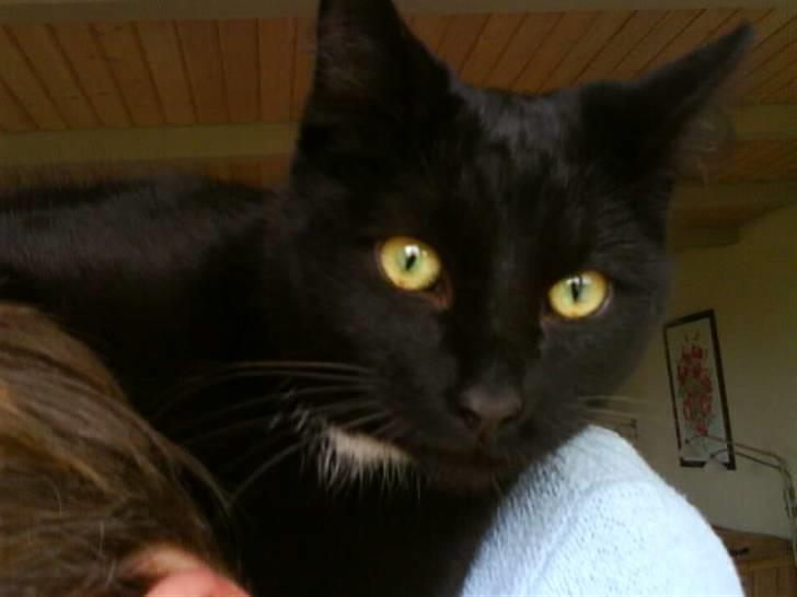 Huskat gustav (Væk!) billede 8