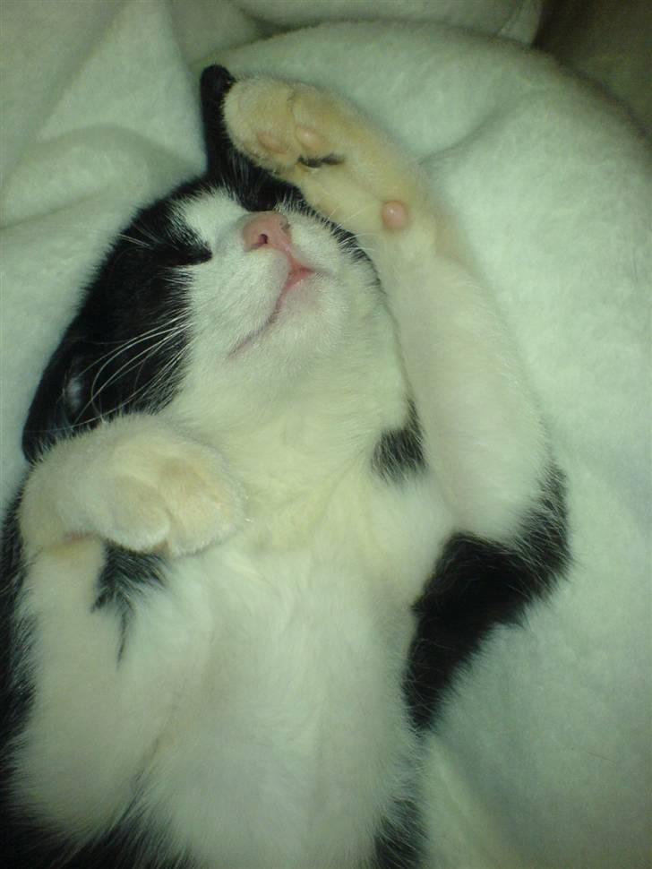 Huskat Picasso - 18/02 - 08: Tror virkelig det her er et af mine ynglingsbilleder billede 5