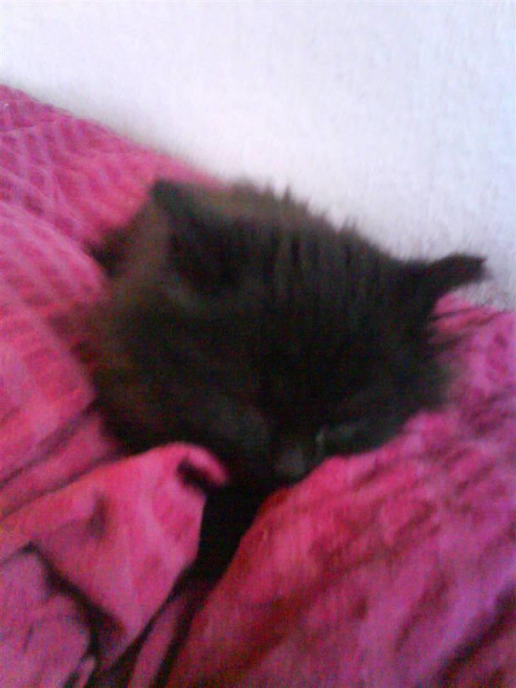 Blanding af racer / Perser - BS aka Bjarne - Baby-BS (: <3 billede 7