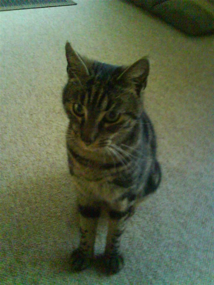 Blanding af racer Pjuske har fået nyt hjem - Velkommen til Pjuller´s profil billede 1