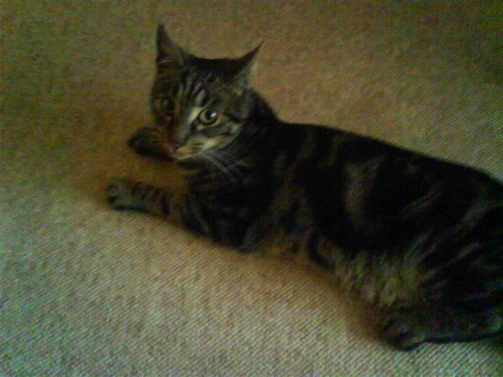 Blanding af racer Pjuske har fået nyt hjem - Leger billede 2