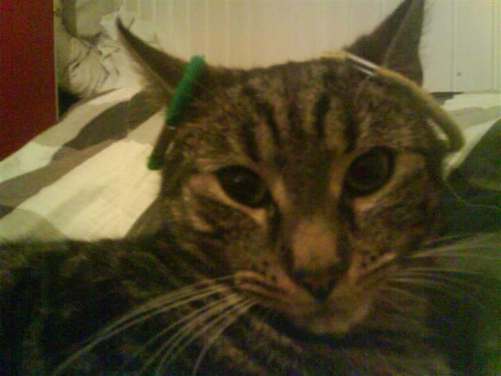 Blanding af racer Pjuske har fået nyt hjem - pyntemis.. seee hvor yndig jeg eer billede 3