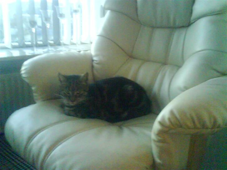 Blanding af racer Pjuske har fået nyt hjem - luksus dyret, et tæppe er slet ikke nok billede 4