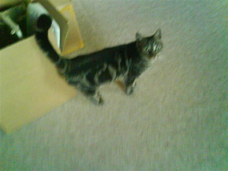 Blanding af racer Pjuske har fået nyt hjem - Mad??? kom nu moar billede 5