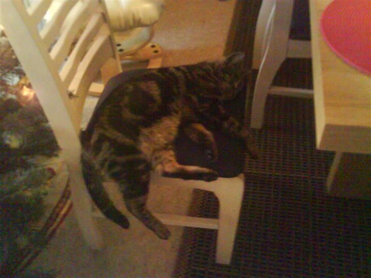 Blanding af racer Pjuske har fået nyt hjem - Dovenskab billede 6