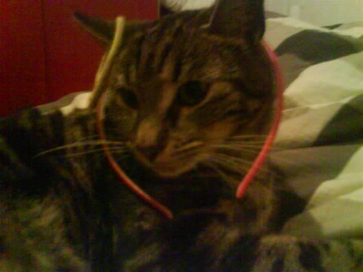 Blanding af racer Pjuske har fået nyt hjem - igen yndige pjuller billede 7