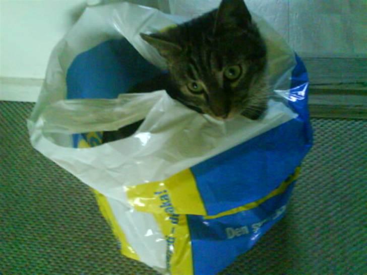 Blanding af racer Pjuske har fået nyt hjem - Hvis jeg nu gemmer mig her kan det være de tager mig med billede 8