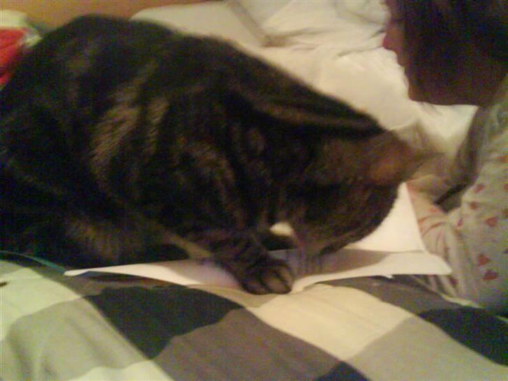 Blanding af racer Pjuske har fået nyt hjem - mor´s lillesøster´s lektier smager godt billede 9