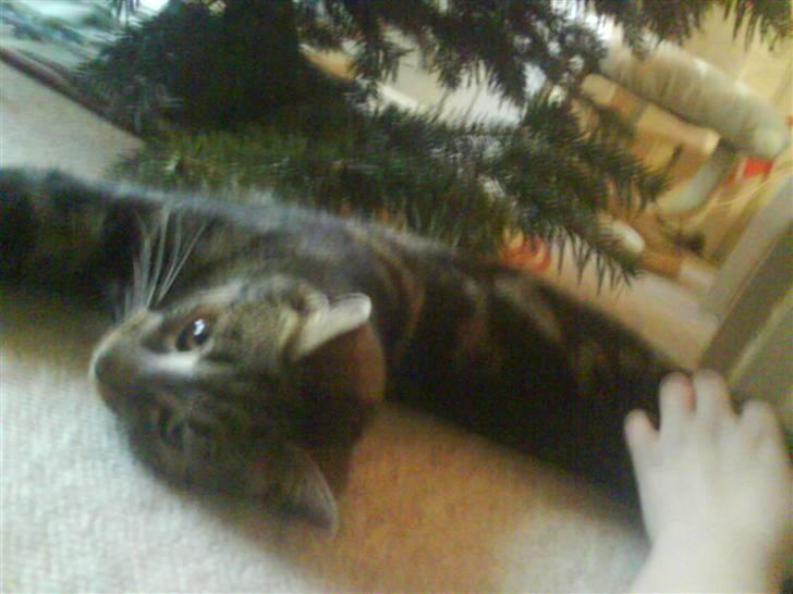 Blanding af racer Pjuske har fået nyt hjem - hvis jeg nu strækker mig rigtig langt så kan det jo være jeg for en julegave ekstra billede 10