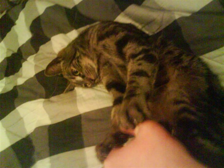 Blanding af racer Pjuske har fået nyt hjem - rrrraaauuuw.. tigermis billede 11