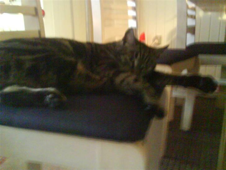 Blanding af racer Pjuske har fået nyt hjem - Moar jeg sover jo billede 12