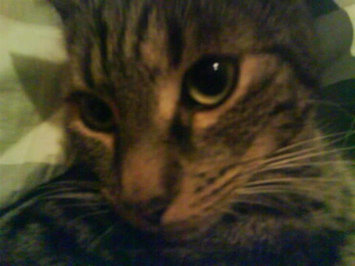 Blanding af racer Pjuske har fået nyt hjem - ahh man ligger godt her billede 13