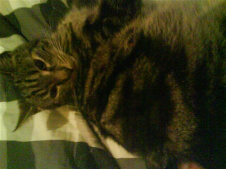 Blanding af racer Pjuske har fået nyt hjem - nussemis billede 14