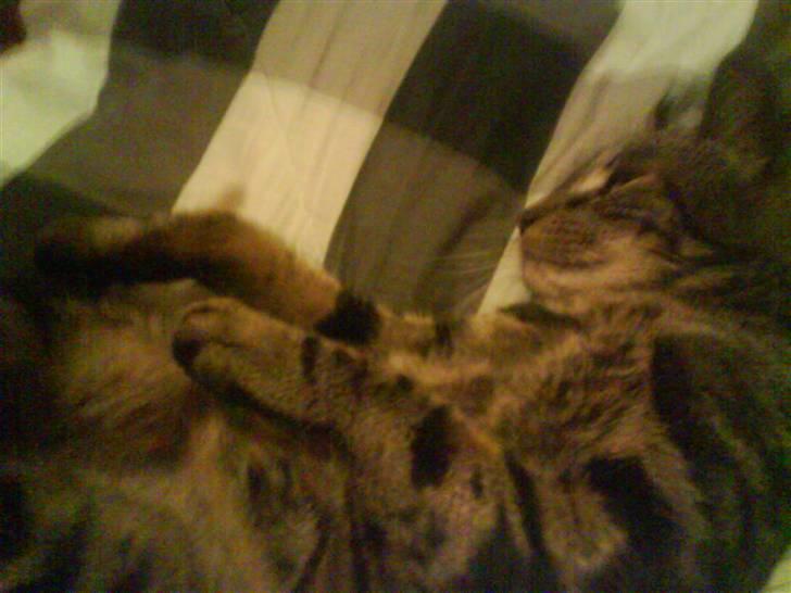 Blanding af racer Pjuske har fået nyt hjem - ud og lege??? billede 15