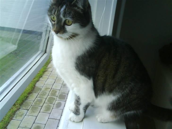 Blanding af racer Pjuske/"puller" - Velkommen til puller´s profil billede 1