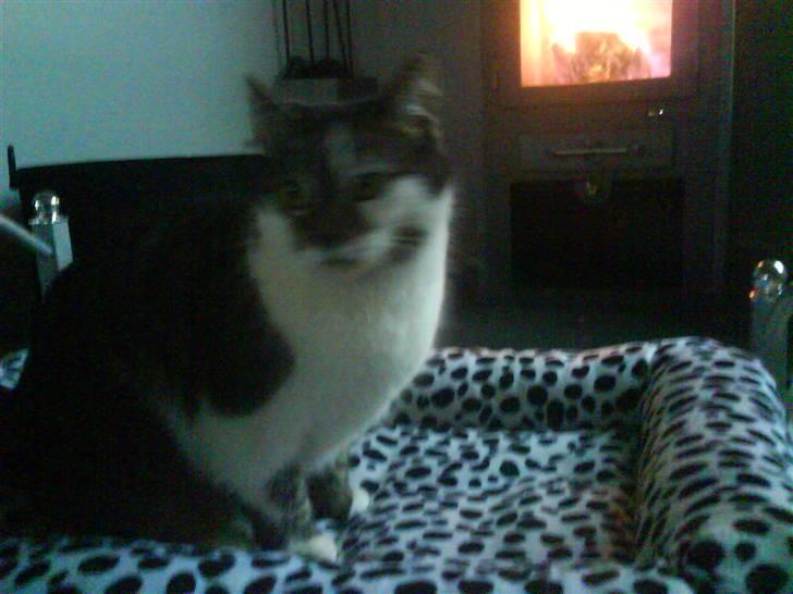 Blanding af racer Pjuske/"puller" - I sin diva seng foran brændeovnen billede 2