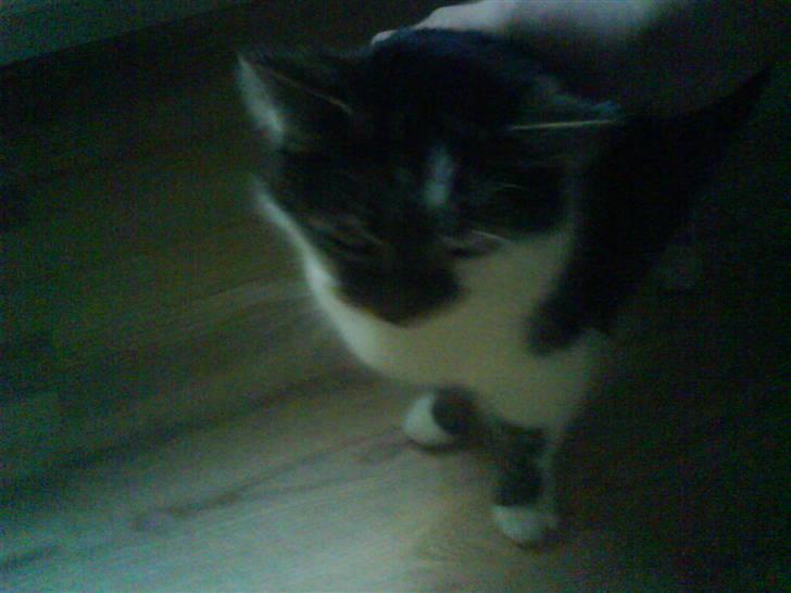 Blanding af racer Pjuske/"puller" - nusse nusse...ahh billede 3