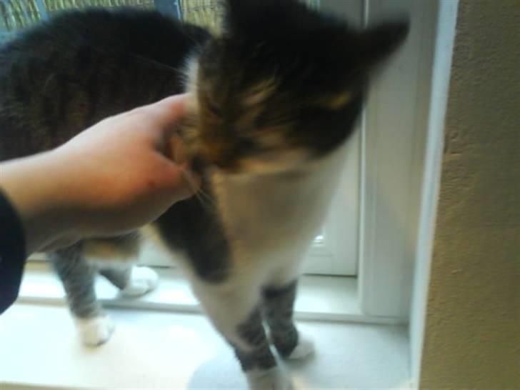 Blanding af racer Pjuske/"puller" - har du mad der billede 4