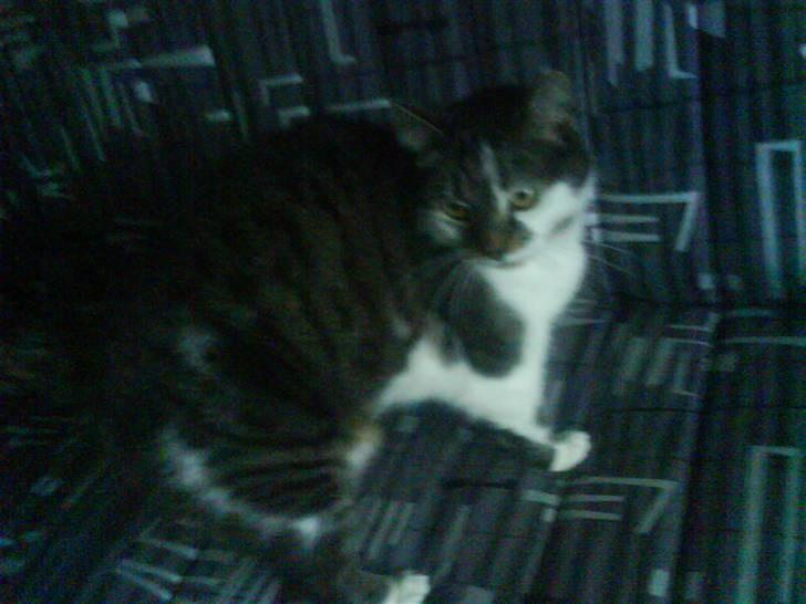 Blanding af racer Pjuske/"puller" - nej jeg gider ikke stille mig op til at skulle fotograferes..IGEN.. billede 5