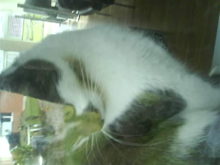 Blanding af racer Pjuske/"puller" - står udenfor og puller er i vinduet indenfor billede 6