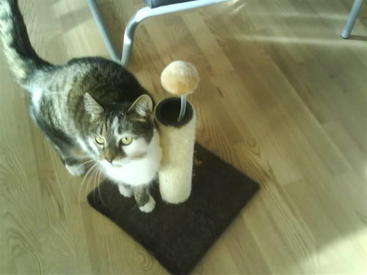 Blanding af racer Pjuske/"puller" - leg med mig,.. kom nu lej med mig...pleeease billede 7