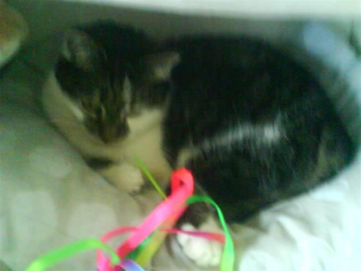 Blanding af racer Pjuske/"puller" - Jeg er en stor farlig løve der spiser dig nu billede 8