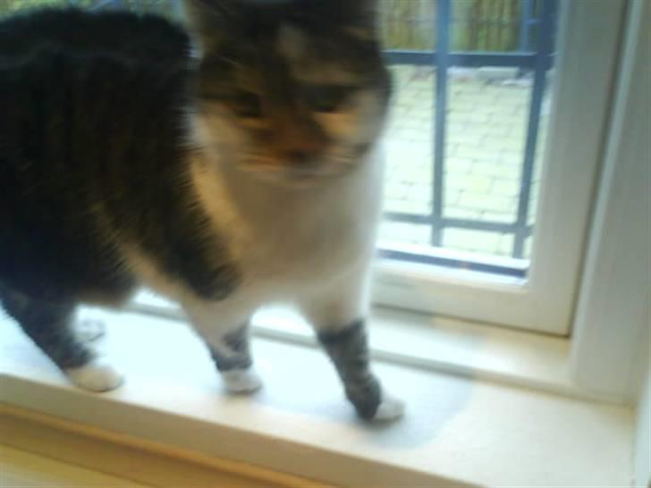 Blanding af racer Pjuske/"puller" - halløj med jer billede 9