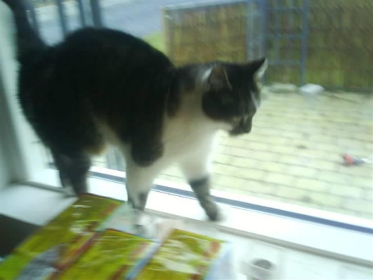 Blanding af racer Pjuske/"puller" - AARRRHHH strækker lige ryggen billede 10