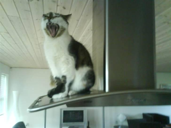 Blanding af racer Pjuske/"puller" - Dronning puller på emhætten er træt billede 11