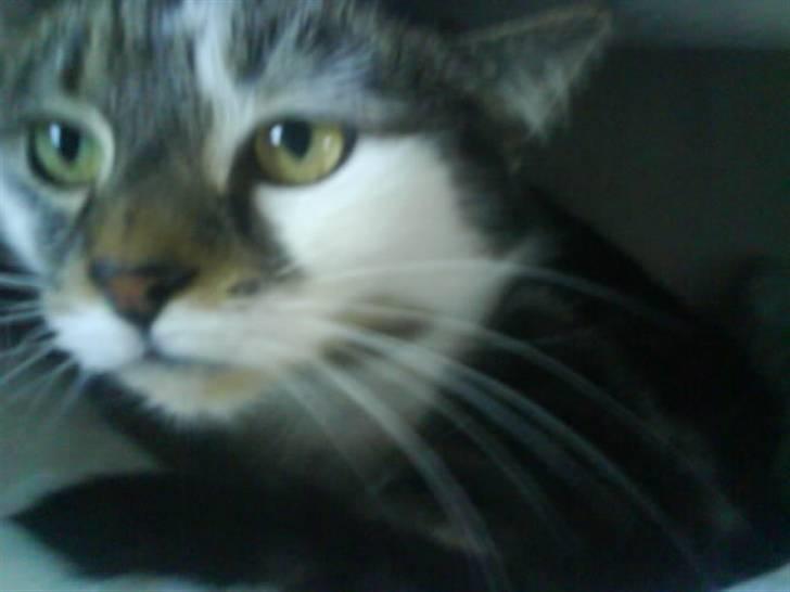 Blanding af racer Pjuske/"puller" - hvad siger du til mig billede 12