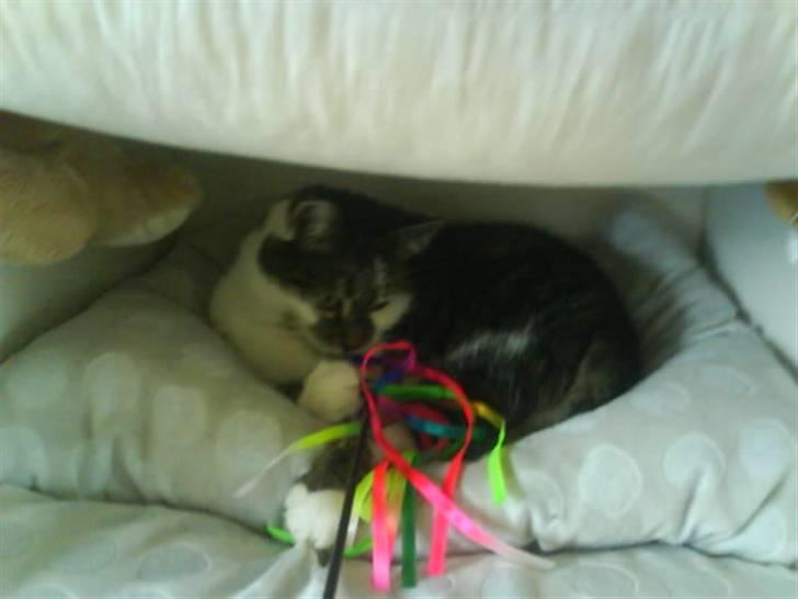 Blanding af racer Pjuske/"puller" - leger i min hule billede 13