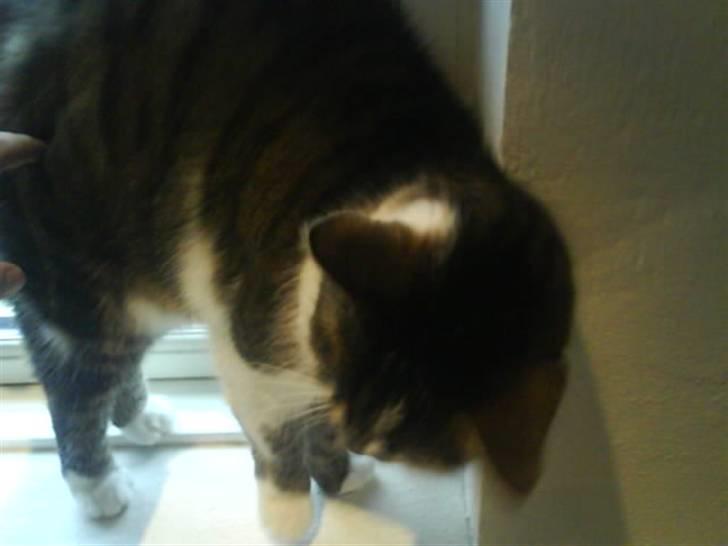 Blanding af racer Pjuske/"puller" - den væg er godt nok go at nusse med.. billede 14