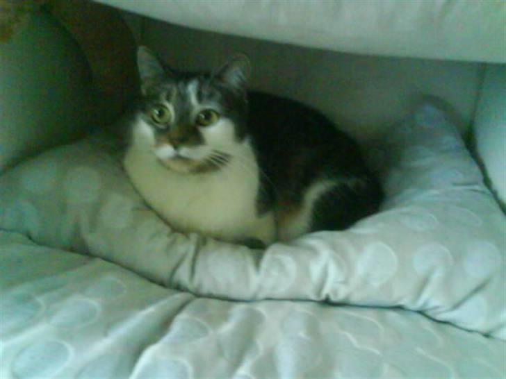 Blanding af racer Pjuske/"puller" - lad mig nu være i fred billede 15