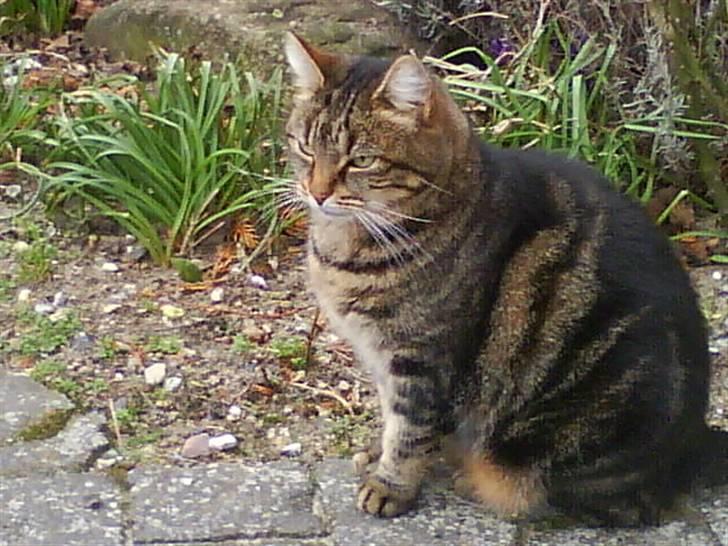 Huskat Timon billede 1