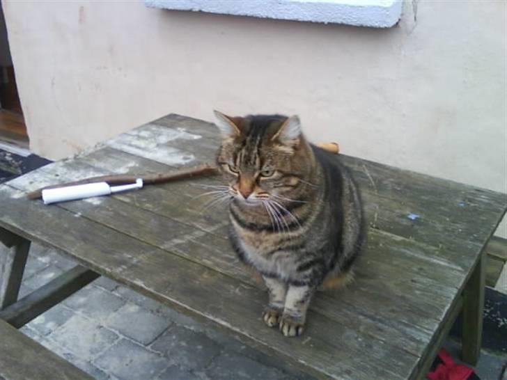 Huskat Timon billede 2