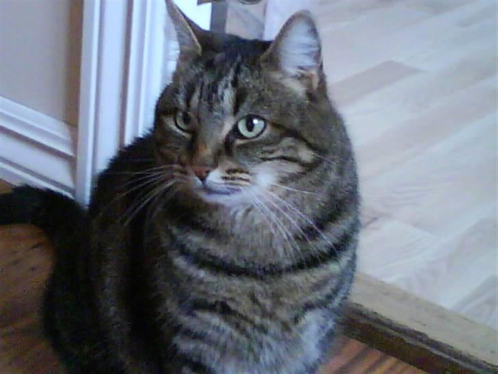 Huskat Timon billede 3