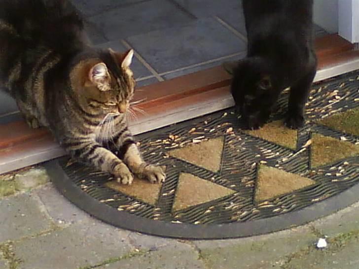 Huskat Timon billede 4